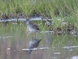 Vacation Alaska and Northwest  Greater Yellow Legs